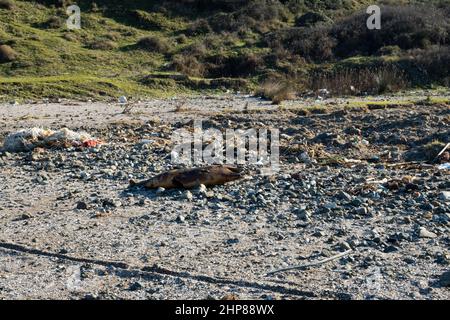 Problème écologique. Dauphin mort sur la rive avec des ordures Banque D'Images