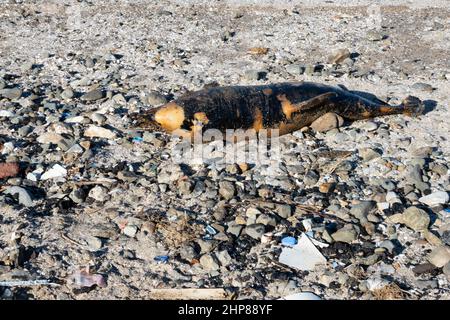 Problème écologique. Dauphin mort sur la rive avec des ordures Banque D'Images