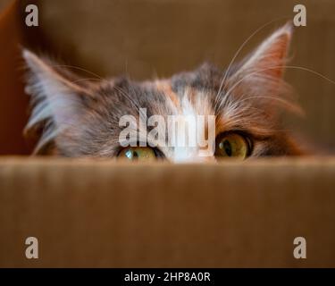 Cachette de chat drôle et lumineuse dans une boîte en papier d'artisanat Banque D'Images