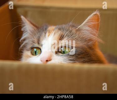 Cachette de chat drôle et lumineuse dans une boîte en papier d'artisanat Banque D'Images