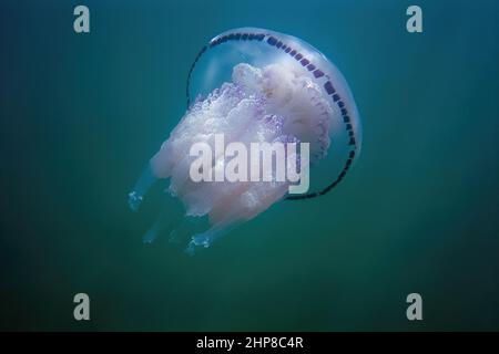 Spécimen de méduse à canon, Rhizostoma pulmo; Rhizostomatidae Banque D'Images