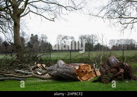 Windsor, Royaume-Uni. 19th février 2022. Un châtaignier rabaissé le long de la longue promenade dans le grand parc de Windsor la veille par Storm Eunice. Trois personnes sont mortes au Royaume-Uni pendant la tempête Eunice et un record provisoire pour l'Angleterre a été établi par un 122mph rafale sur l'île de Wight. Crédit : Mark Kerrison/Alamy Live News Banque D'Images