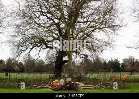 Windsor, Royaume-Uni. 19th février 2022. Les arboristes du domaine de la Couronne font en sécurité un châtaignier de cheval ramené le long de la longue promenade le jour précédent par Storm Eunice. Trois personnes sont mortes au Royaume-Uni pendant la tempête Eunice et un record provisoire pour l'Angleterre a été établi par un 122mph rafale sur l'île de Wight. Crédit : Mark Kerrison/Alamy Live News Banque D'Images