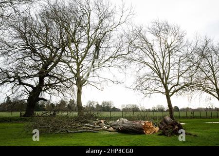 Windsor, Royaume-Uni. 19th février 2022. Un châtaignier rabaissé le long de la longue promenade dans le grand parc de Windsor la veille par Storm Eunice. Trois personnes sont mortes au Royaume-Uni pendant la tempête Eunice et un record provisoire pour l'Angleterre a été établi par un 122mph rafale sur l'île de Wight. Crédit : Mark Kerrison/Alamy Live News Banque D'Images