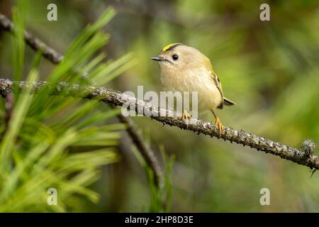 Belle scène de nature avec Goldcrest (Regulus regulus). Photo de la faune de Goldcrest (Regulus regulus) sur la branche. Banque D'Images