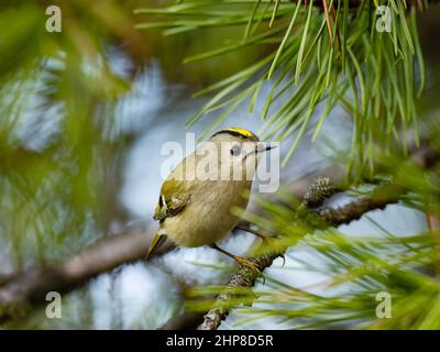 Belle scène de nature avec Goldcrest (Regulus regulus). Photo de la faune de Goldcrest (Regulus regulus) sur la branche. Banque D'Images