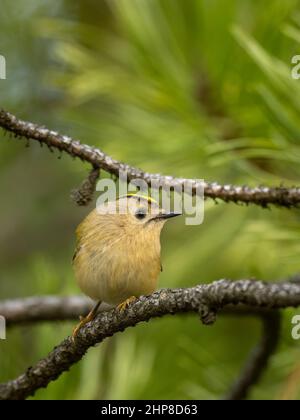 Belle scène de nature avec Goldcrest (Regulus regulus). Photo de la faune de Goldcrest (Regulus regulus) sur la branche. Banque D'Images