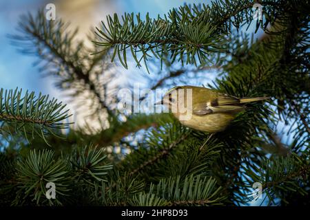 Belle scène de nature avec Goldcrest (Regulus regulus). Photo de la faune de Goldcrest (Regulus regulus) sur la branche. Banque D'Images