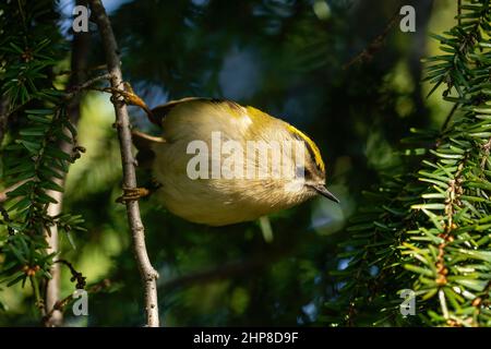 Belle scène de nature avec Goldcrest (Regulus regulus). Photo de la faune de Goldcrest (Regulus regulus) sur la branche. Banque D'Images