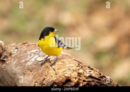 Petit Goldfinch Carlduelis psaltria reposant sur le bois. Ici montré dans le centre du Texas à la limite est de sa gamme américaine. Banque D'Images