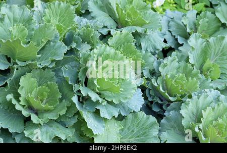 Légumes, délicieux Brassica oleracea frais ou Collard cabages verts poussant dans le jardin de la cuisine. Banque D'Images