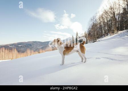 Un chien marchant dans la neige Banque D'Images
