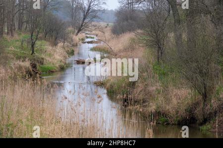 Rivière Narewka au printemps, à proximité du village de Narewka, région de Podlasie, Pologne, Europe Banque D'Images