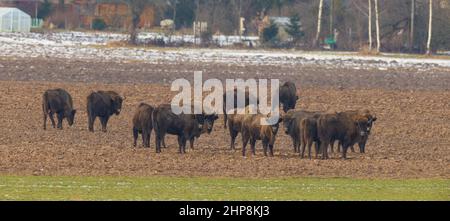 Troupeau européen de bisons qui boit en hiver, Podlaskie Voivodeship, Pologne, Europe Banque D'Images