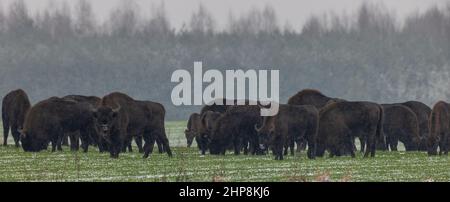 Troupeau européen de bisons qui boit dans les chutes de neige contre le peuplement forestier, Podlaskie Voivodeship, Pologne, Europe Banque D'Images
