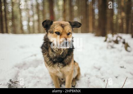 Un chien debout dans la neige Banque D'Images