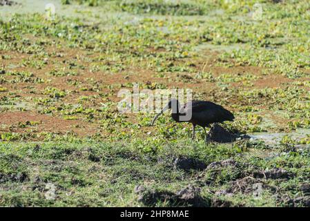 L'Ibis falcinelle (Plegadis nourriture falcinellus) Banque D'Images