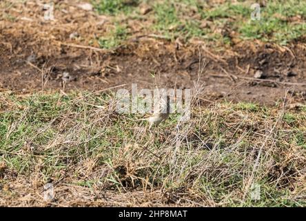 Pipit d'Afrique/de Grassland (Anthus cinnamomeus) Banque D'Images