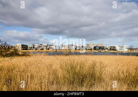 Amsterdam, pays-Bas, 11 février 2022 : vue sur un champ de roseaux vers l''île de la jetée dans la banlieue d'IJburg Banque D'Images