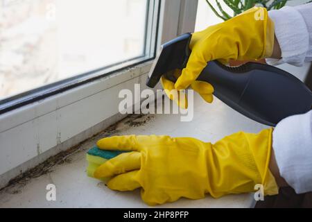 Nettoyage de maison, lavage de fenêtre et autres compétences. Une main gantée lave le rebord de la fenêtre. Faible profondeur de champ. Se concentrer sur le pistolet de pulvérisation. Banque D'Images