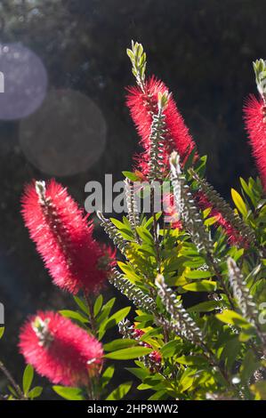 Myrte à fleurs rouges (Callistemon citrinus) Banque D'Images