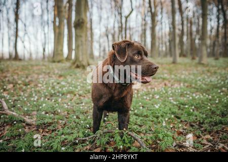 Un chien debout au-dessus d'un champ recouvert d'herbe Banque D'Images