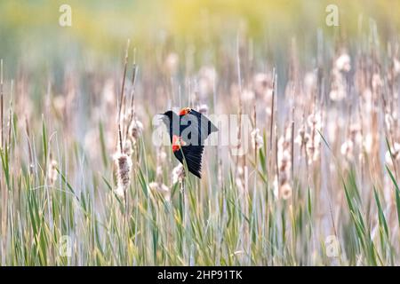 Un Blackbird ailé de rouge perché dans un champ mou de queues et de graminées sauvages, chantant sa chanson. Banque D'Images