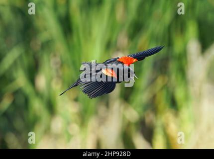 Un Blackbird ailé de rouge à mi-vol traversant un habitat de terres humides tout en appelant, avec de belles plumes brillantes et colorées. Banque D'Images