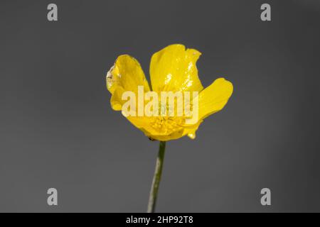 Buttercup jaune vif et vif (Rananculus acris) sur fond noir désaturé Banque D'Images