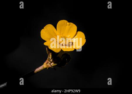 Buttercup jaune vif et vif (Rananculus acris) sur fond noir désaturé Banque D'Images