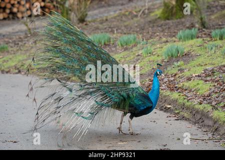 Peacock - vue latérale, sur une ferme de Northumberland, au Royaume-Uni. Garder des oiseaux inhabituels est de plus en plus d'intérêt parmi ceux qui ont l'espace. Banque D'Images