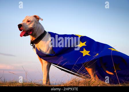 Garde de chiens de l'Union européenne, superdog. Portrait du chien Dogo Argentino avec drapeau de l'UE pendant une heure d'or Banque D'Images