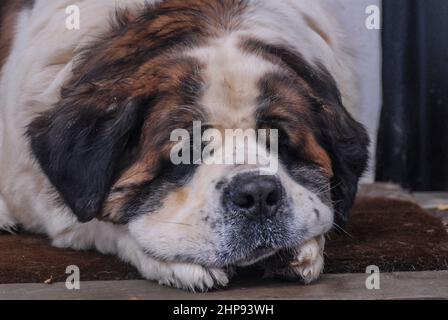 Chien Saint Bernard à Ushuaia, Argentine Banque D'Images