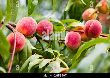 Pêches en branche, fruits biologiques mûrs prêts pour la récolte. Arbre de pêche dans verger Banque D'Images