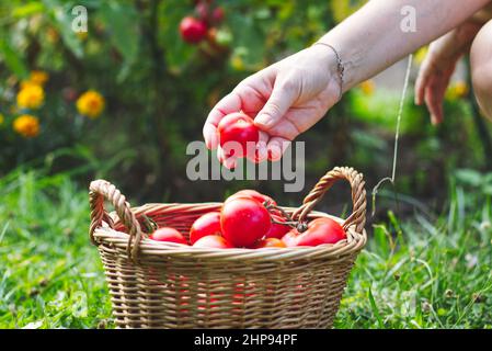 L'agriculteur récolte des tomates. Les mains des femmes cueillant des tomates fraîches dans un panier en osier. Jardin biologique Banque D'Images