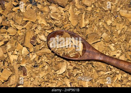 Lucidum de Ganoderma, Reishi, Banque D'Images