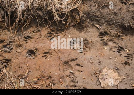 Une empreinte de hérisson dans le sable dans la forêt, détaillée. Banque D'Images