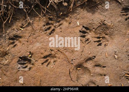 Une empreinte de hérisson dans le sable dans la forêt, détaillée. Banque D'Images