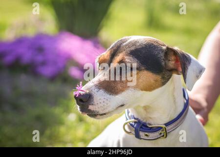 Un petit chiot Jack Russell Terrier. Portrait en gros plan. Banque D'Images