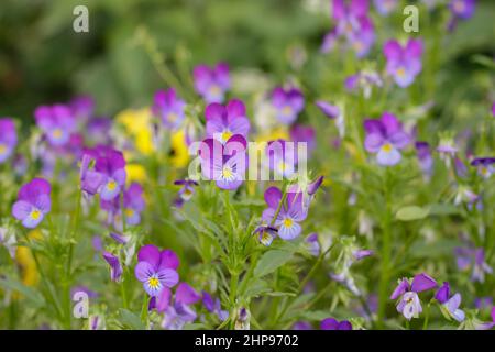 Pansies sauvages, alto tricolore, également connu sous le nom de johnny Jump up. Banque D'Images