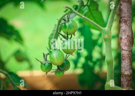 Jeunes tomates vertes accrochées à une branche dans une serre rustique.Jardinage naturel sans produits chimiques Banque D'Images