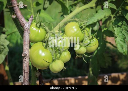 Tomates mûrissant dans le jardin. Banque D'Images