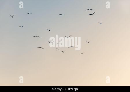 Gros plan des silhouettes d'un troupeau d'oiseaux en vol contre un ciel coloré Banque D'Images