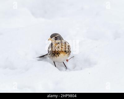 Fieldfare, Turdus pilaris, assis sur la neige en hiver à la recherche de nourriture. Mignon commun drôle de fard à joues. Oiseau dans la faune. Banque D'Images