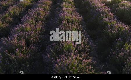 Vue aérienne des rangées de lavande pourpre dans un champ fleuri pendant le coucher du soleil, fond floral.Des fleurs de lilas à couper le souffle qui poussent sur les sillons du grand être Banque D'Images