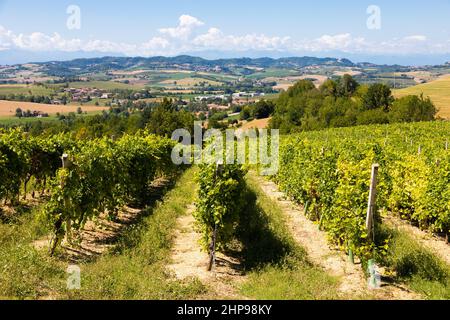 Barbera vignoble dans Piémont - Piémont - région, Italie.Paysage de campagne dans la région de Langhe. Banque D'Images