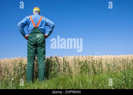 Le fermier se tient avec son dos à la caméra et regarde son champ de maïs lors d'une journée ensoleillée d'été. Il a plu trop peu et le grain est trop petit. Banque D'Images