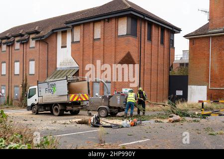 Woodbridge Suffolk UK février 19 2022: Les chirurgiens d'arbres effectuant des travaux d'urgence après une tempête extrême ont causé des dommages à un grand arbre endommageant une maison Banque D'Images