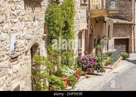Spello, Italie - Circa juin 2021 : fleurs dans la rue antique. Spello est situé dans la région de l'Ombrie, en Italie. Banque D'Images