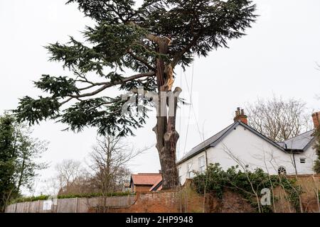 Woodbridge Suffolk UK février 19 2022: Les chirurgiens d'arbres effectuant des travaux d'urgence après une tempête extrême ont causé des dommages à un grand arbre endommageant une maison Banque D'Images